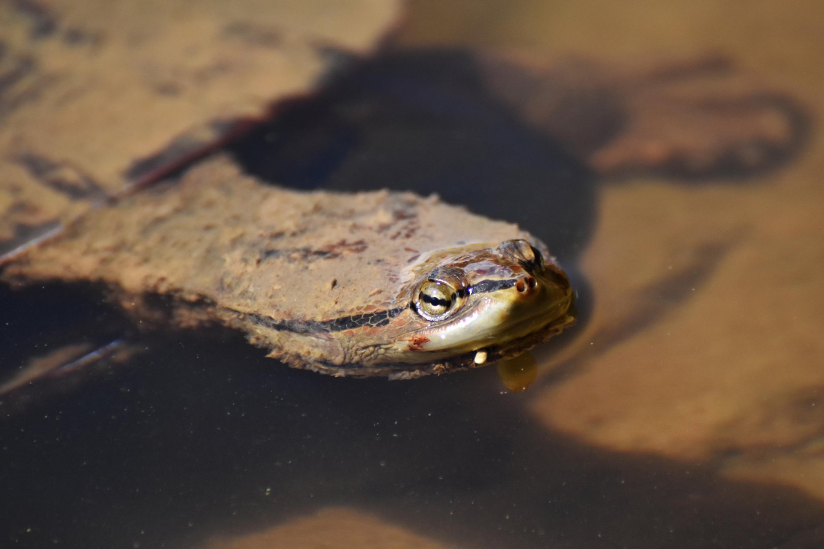 Hilaire’s Side-necked Turtle (Phrynops hilarii)