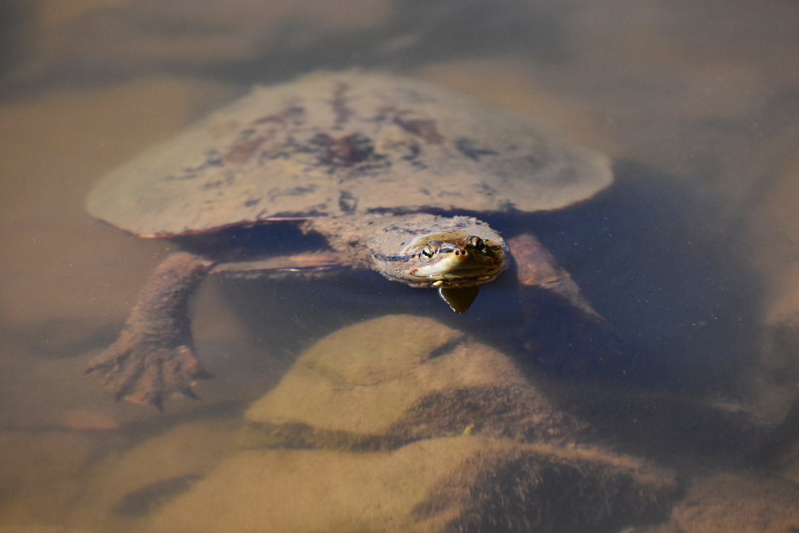 Hilaire’s Side-necked Turtle (Phrynops hilarii)