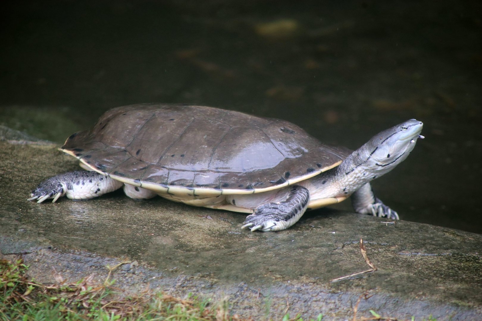 Hilaire’s Side-necked Turtle (Phrynops hilarii)