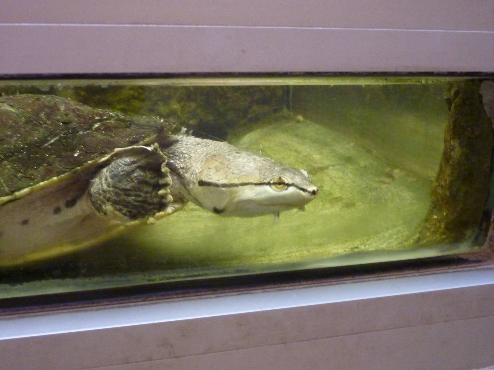 Hilaire's side-necked turtle