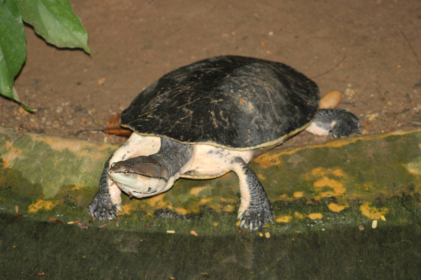 Hilaire's side-necked turtle