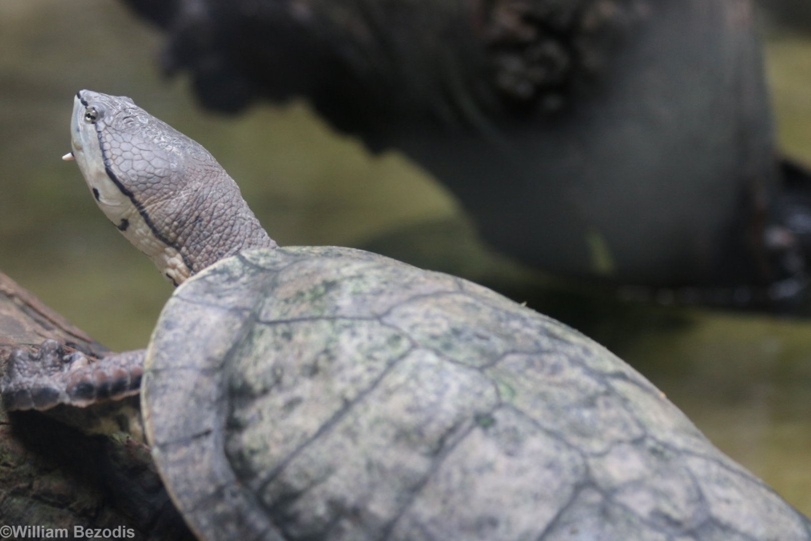 Hilaire's Side-necked Turtle