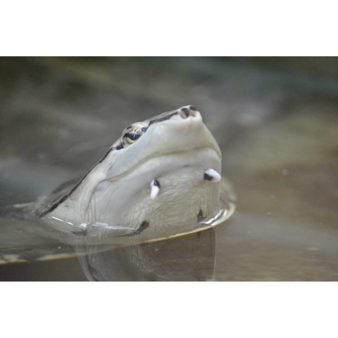 Hilaire’s side-necked turtle