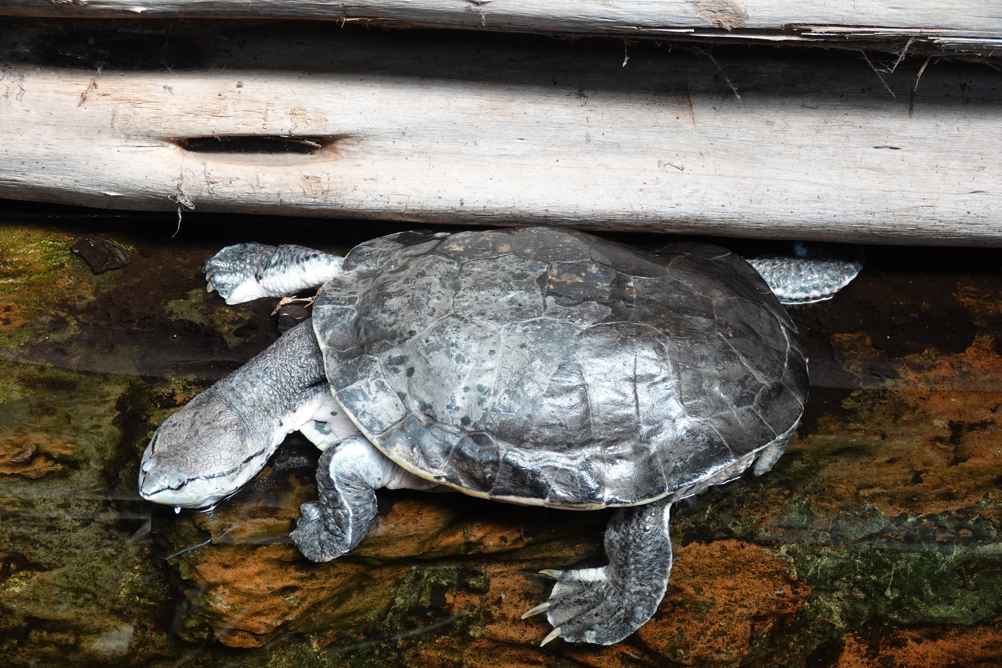 Hilaire’s side-necked turtle
