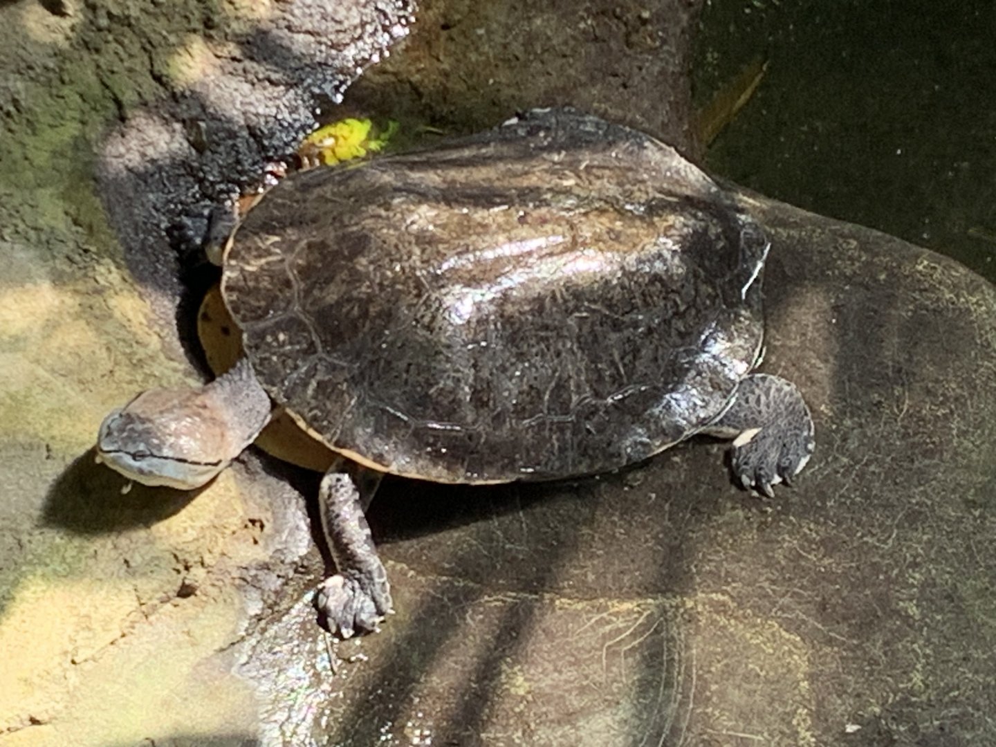 Hilaire’s side-necked turtle