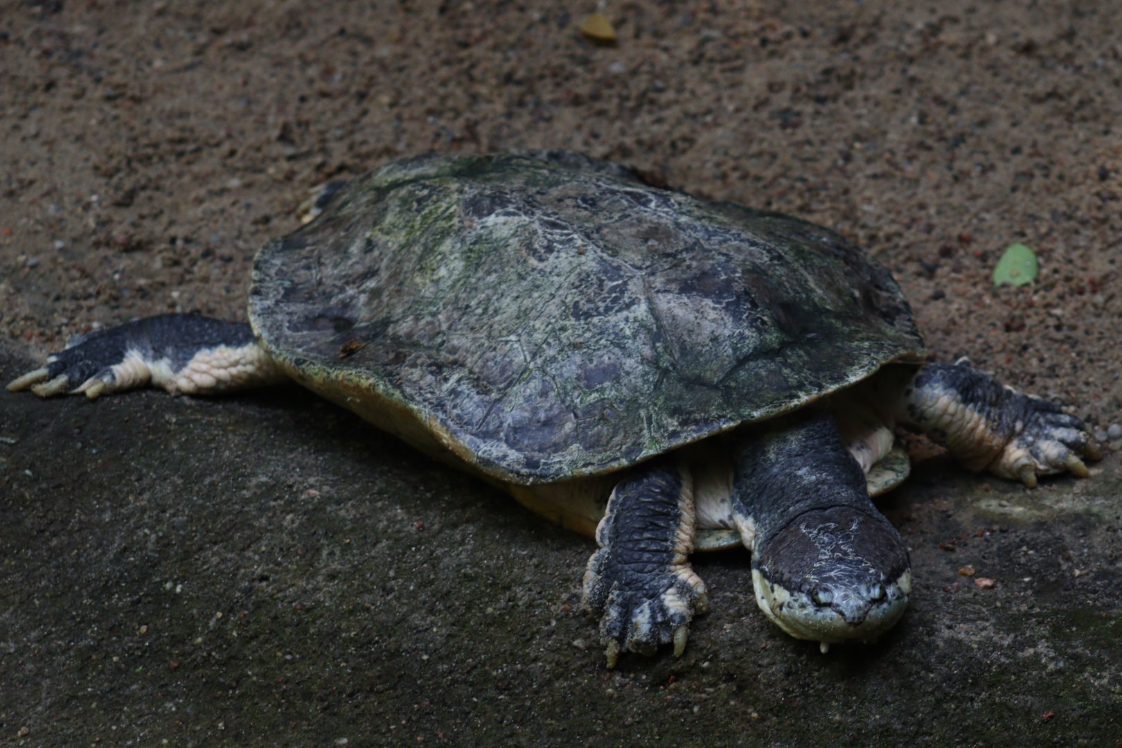 Hilaire’s side-necked Turtle