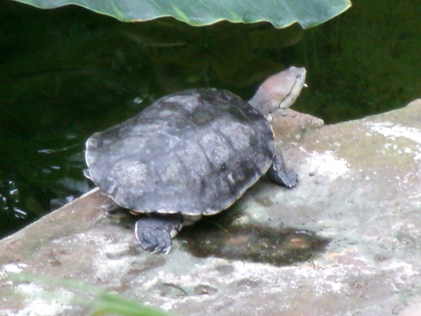 Hilaire’s side-necked turtle