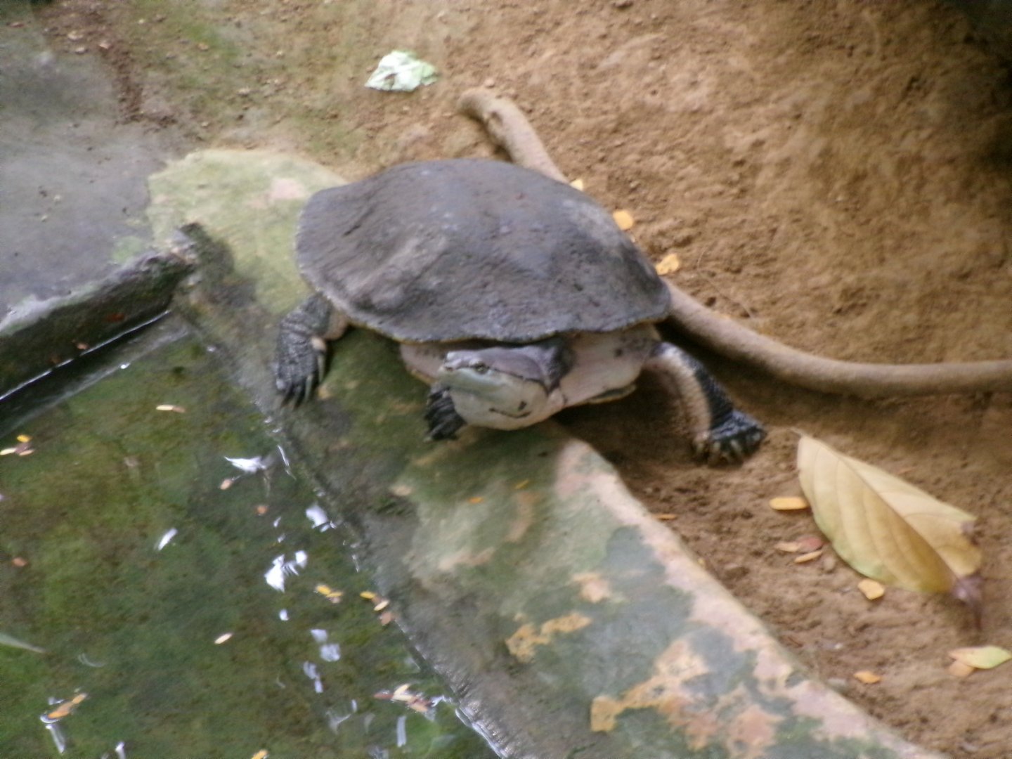 Hilaire’s side-necked turtle