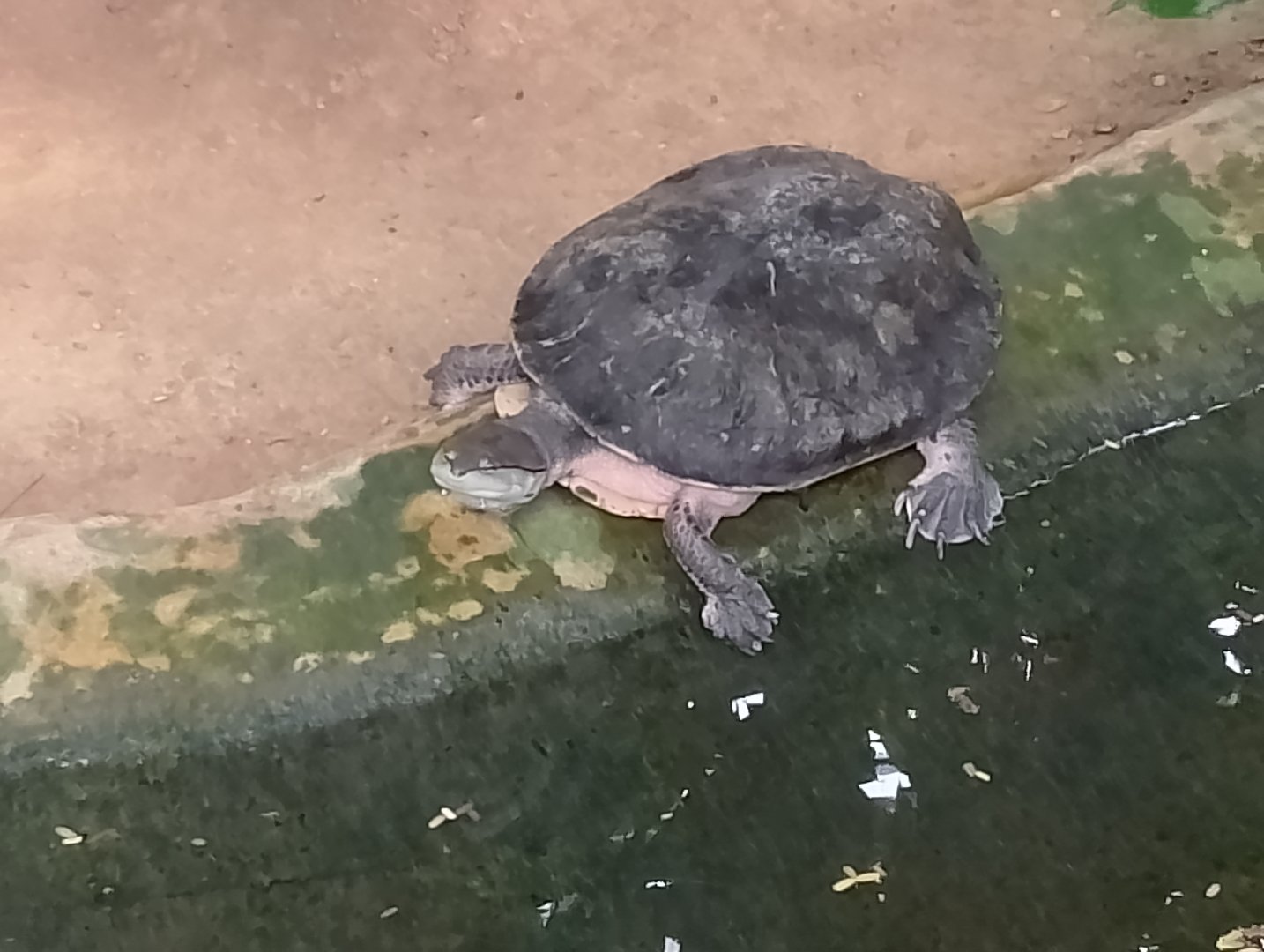 Hilaire's side-necked turtle