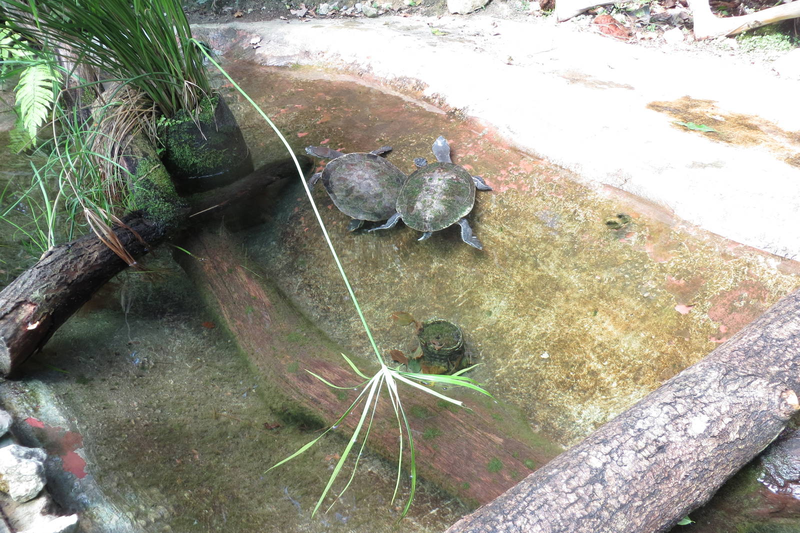 Hilaires Side-necked Turtles 130816