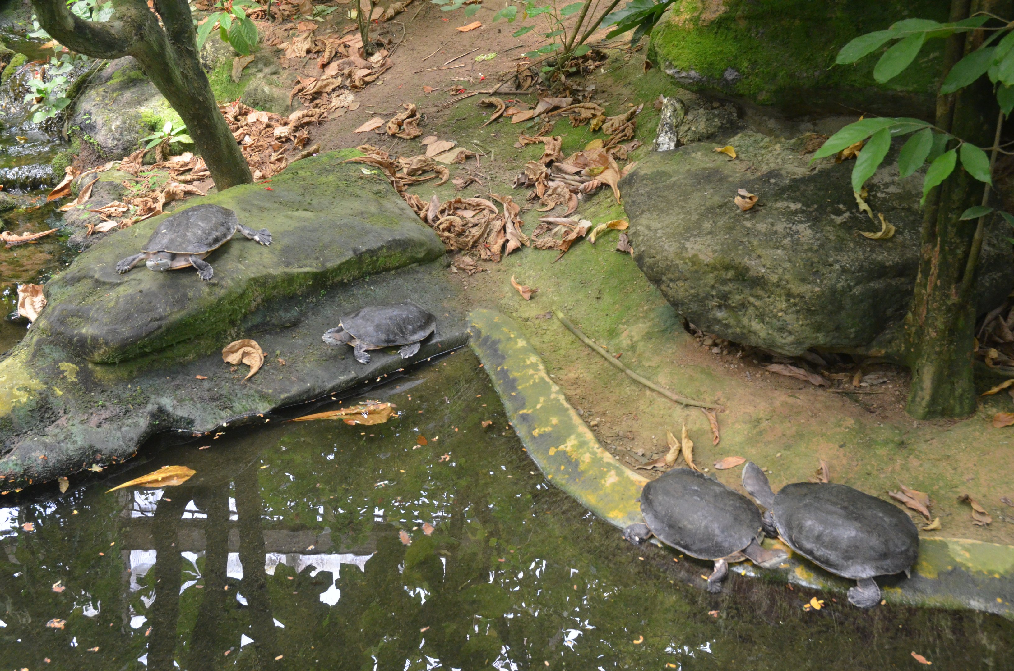 Hilaire's Side-necked Turtles at Krefeld, 15/06/19