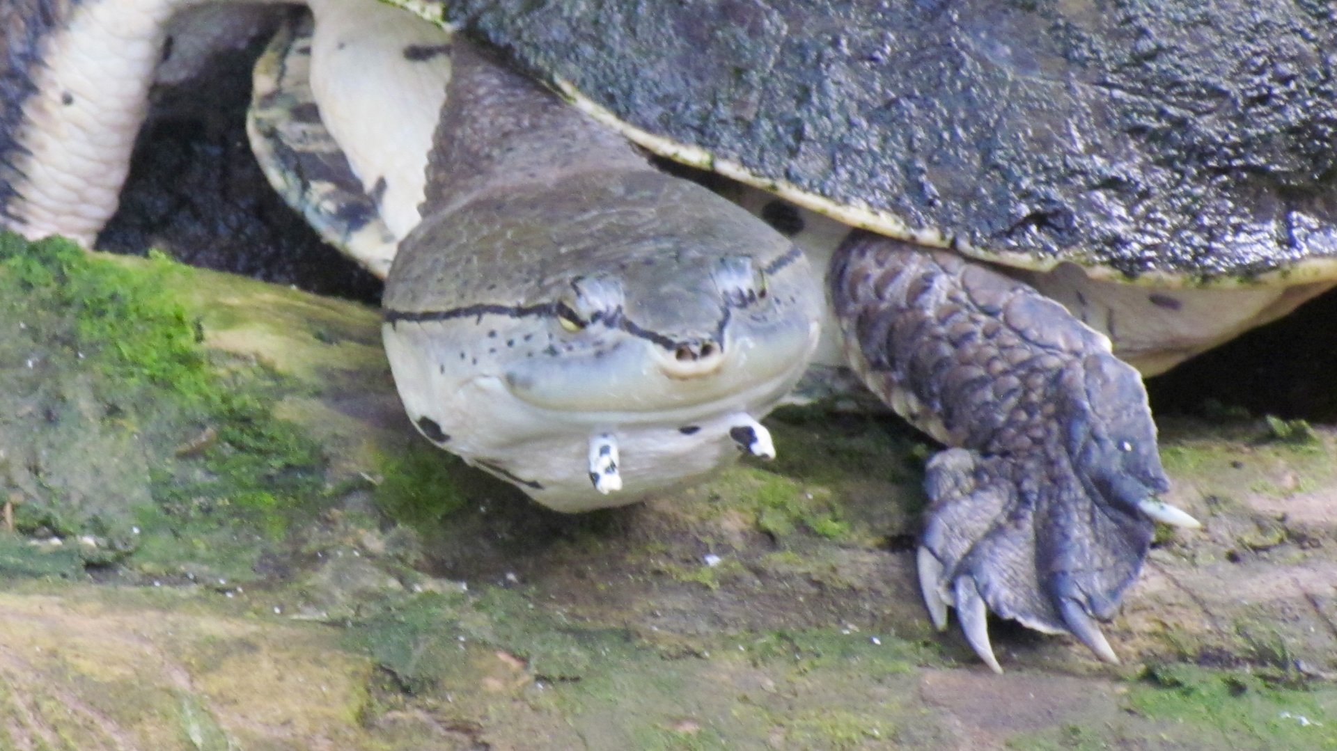 Hilaire’s Sideneck Turtle