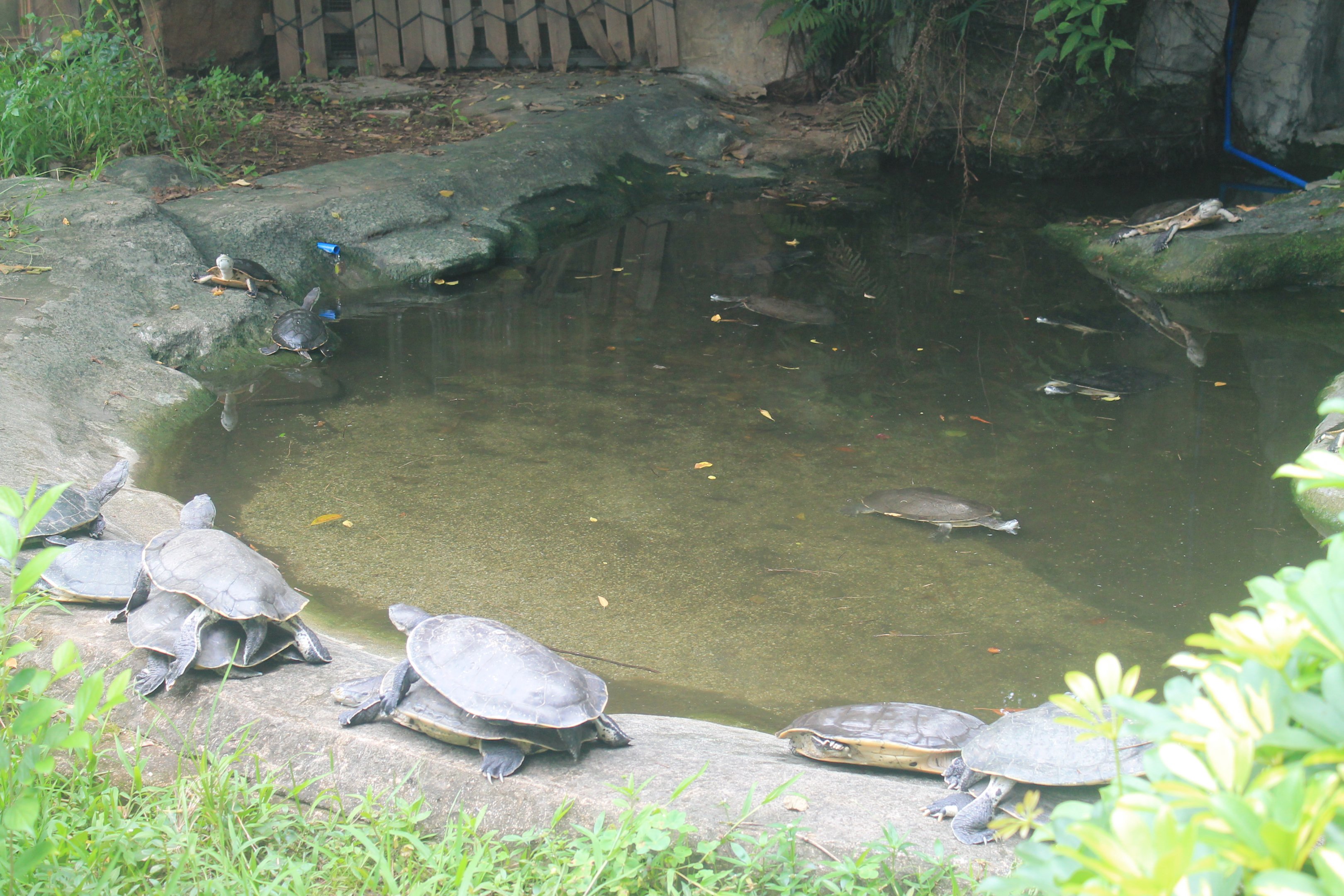 Hilaire's Toad-headed Turtles (Phrynops hilarii)