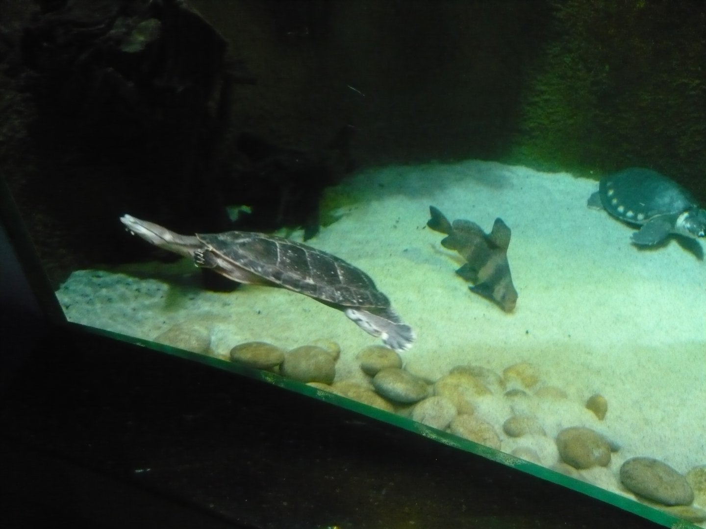 Hilaire’s toadhead turtle, Chinese sailfin sucker and Pig-nosed turtle