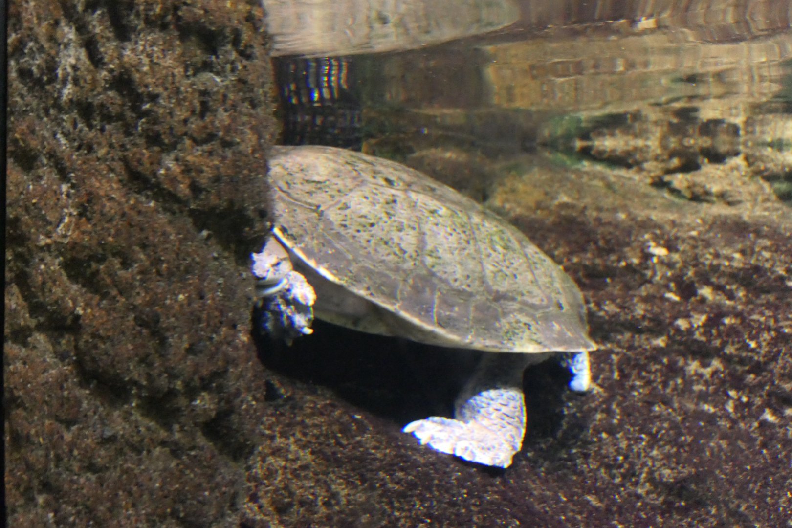 Hilaire's Toadhead Turtle (Phrynops hilarii)