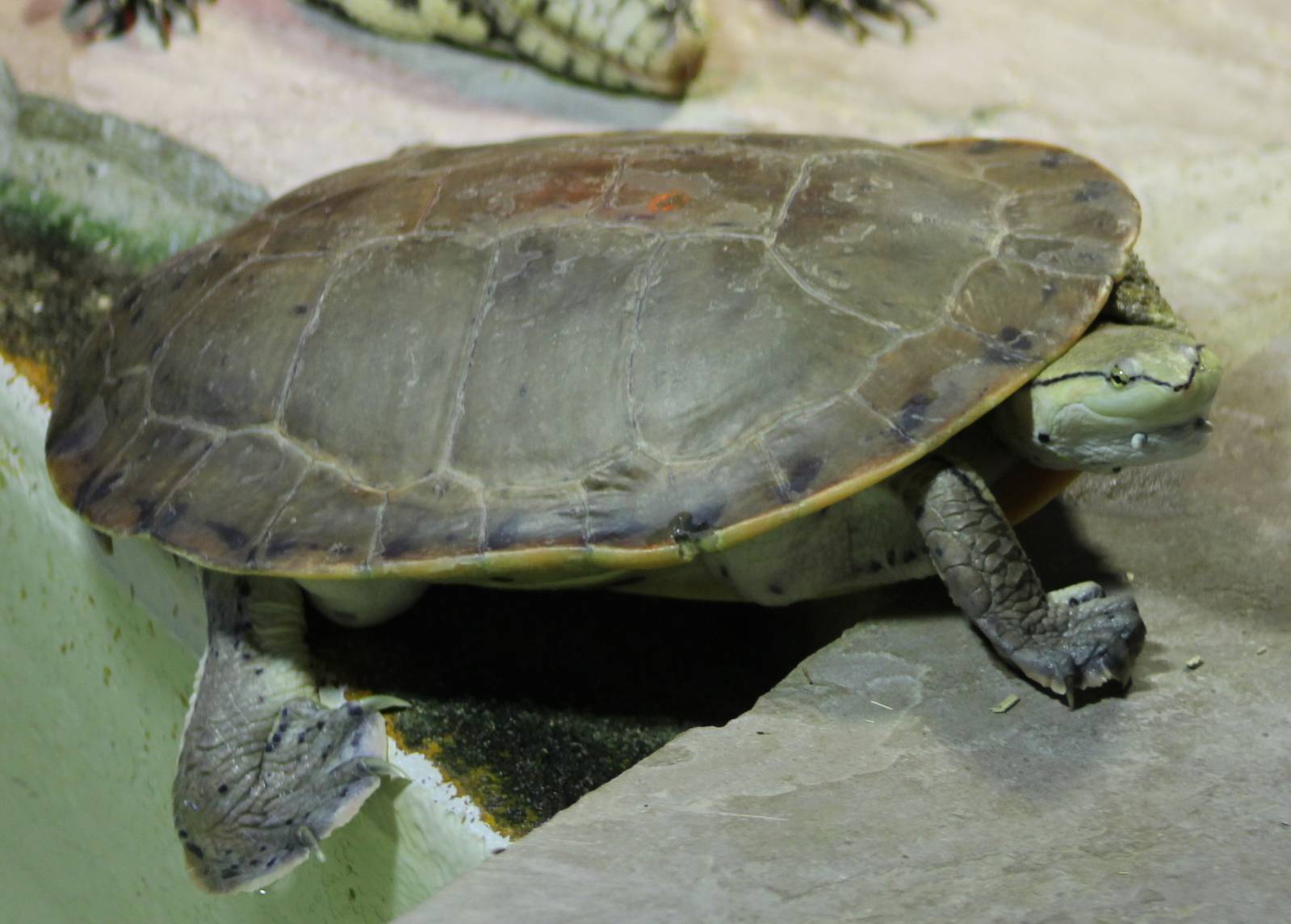 Hilaire's toadhead turtle