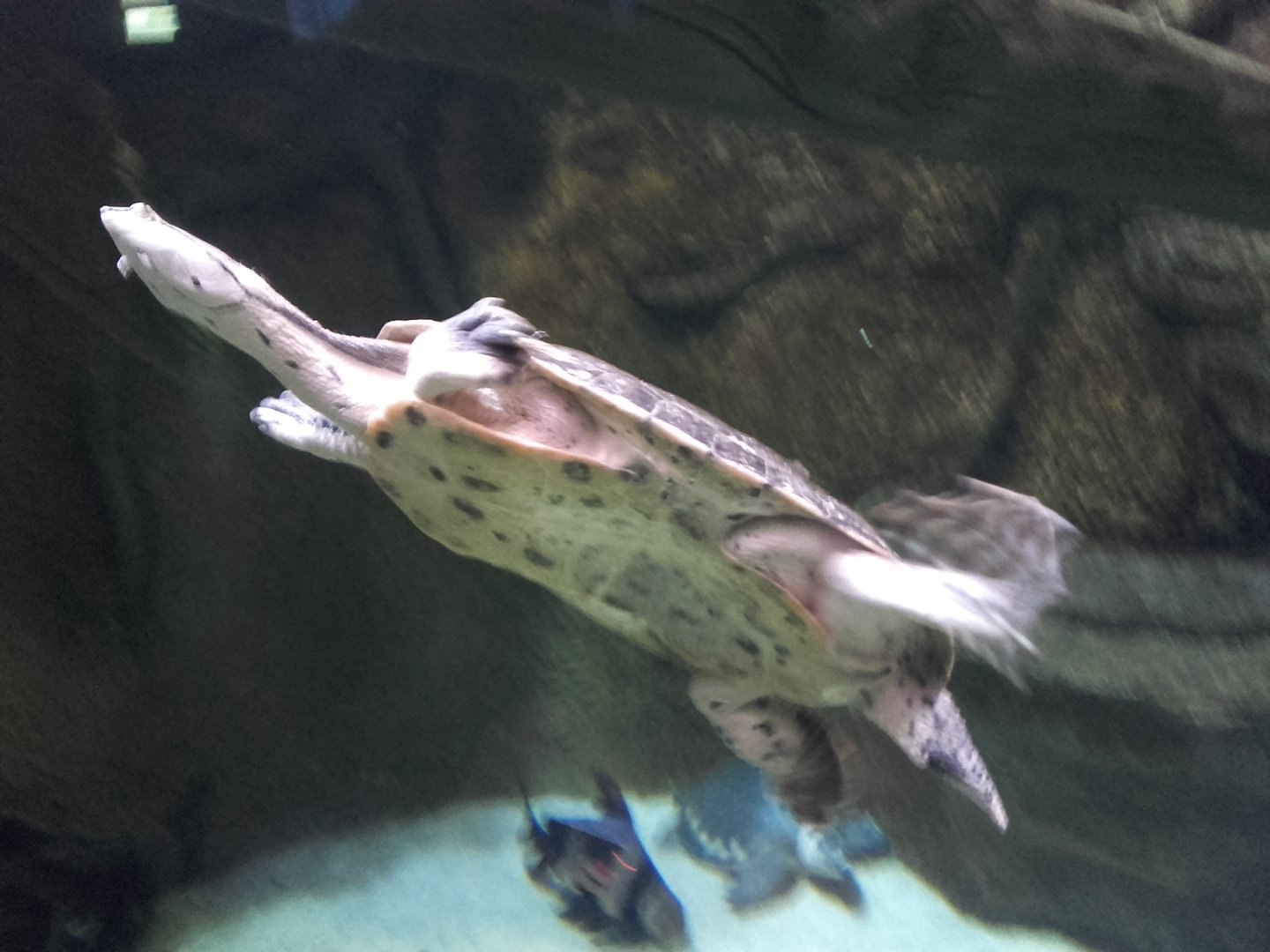 Hilaire's toadhead turtle