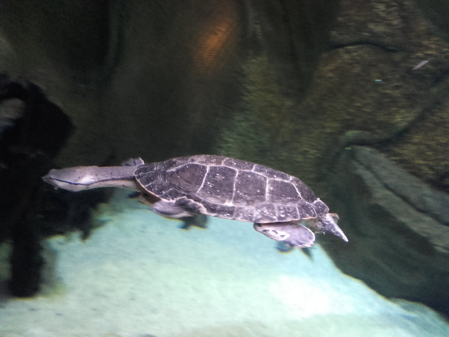Hilaire's toadhead turtle