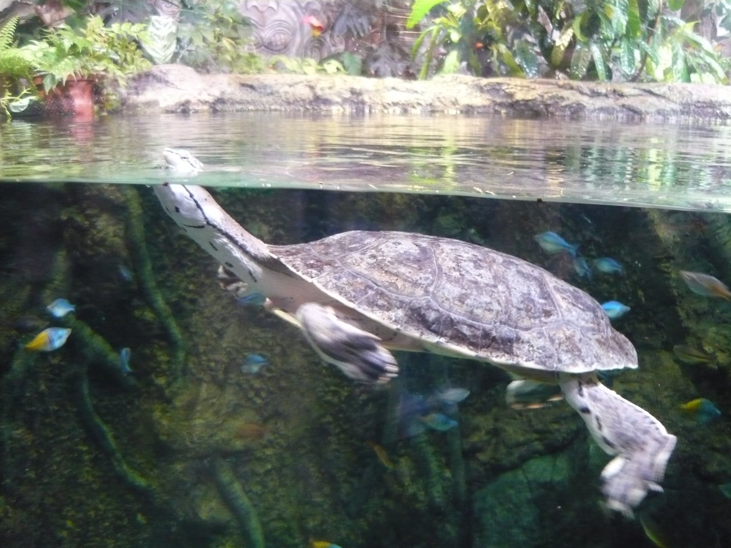 Hilaire's toadhead turtle