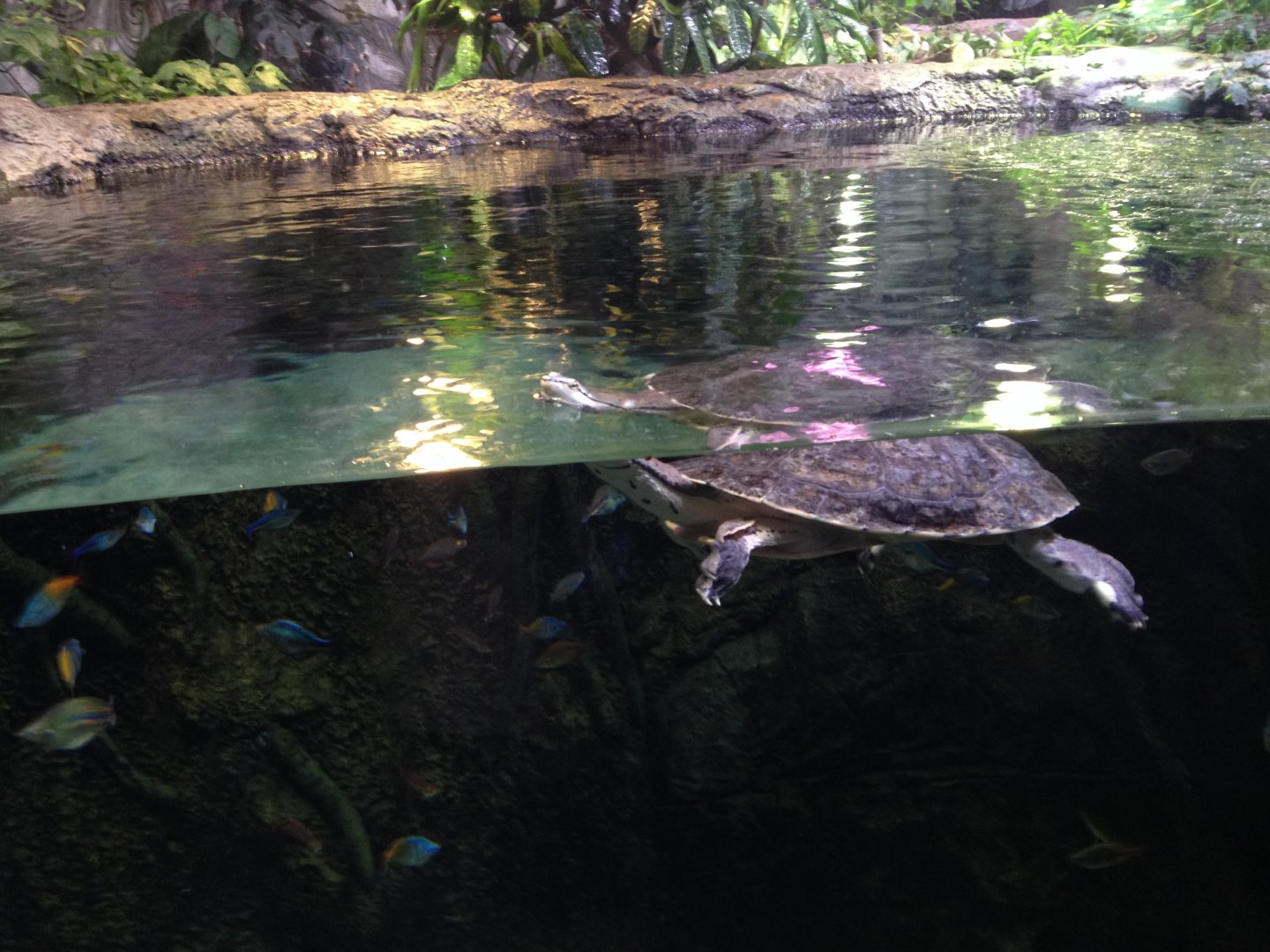 Hilaire's toadhead turtle