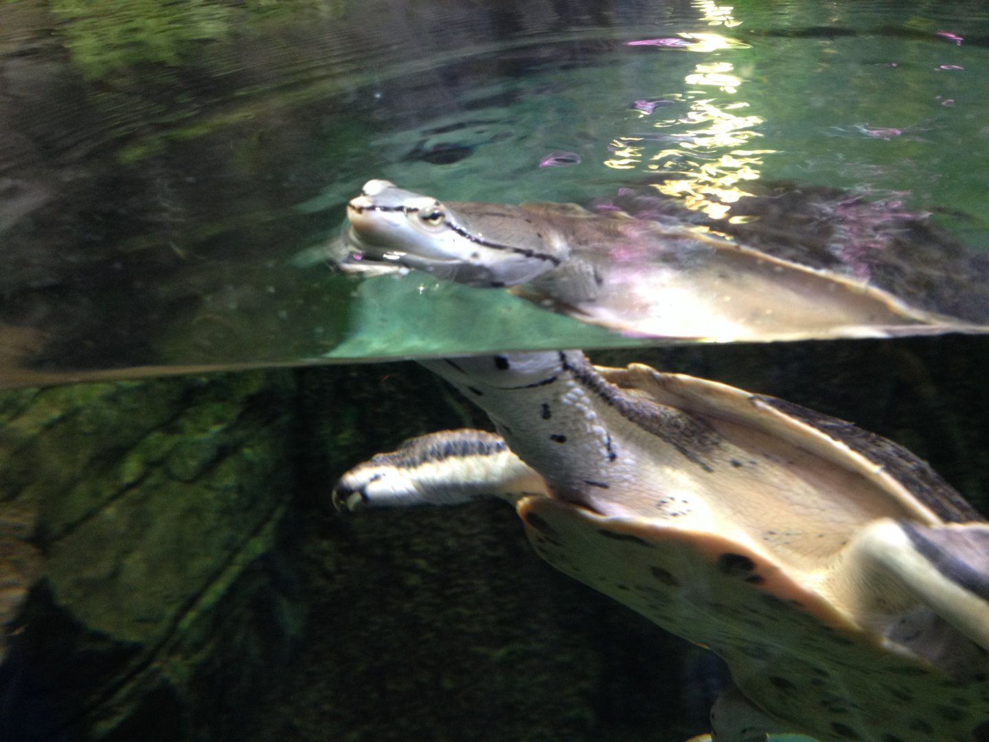 Hilaire's toadhead turtle