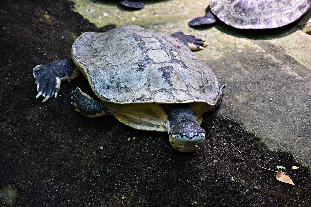 Hilaire’s toadhead turtle