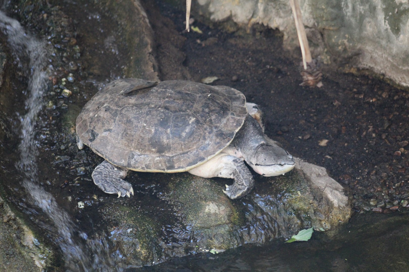 Hilaire's Toadhead Turtle