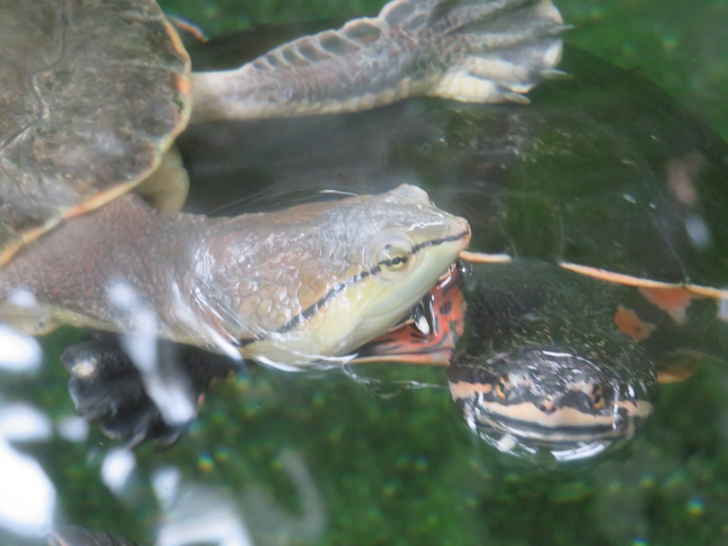 Hilaire’s toadhead turtle
