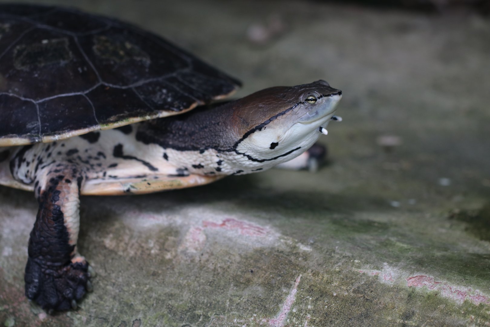 Hilaire’s toadhead turtle