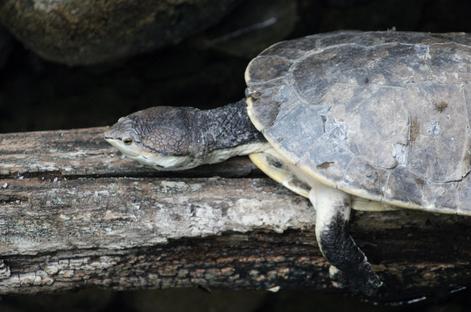 Hilaire's Toadheaded Turtle (Phrynops hilarii)