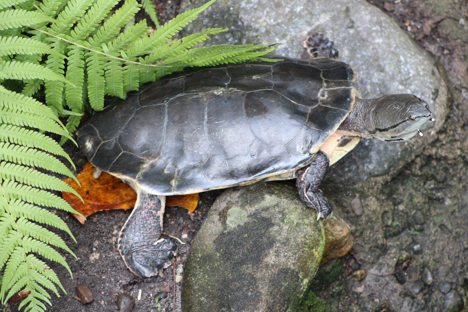 Hilare’s Toadhead Turtle (Phrynops hilarii)