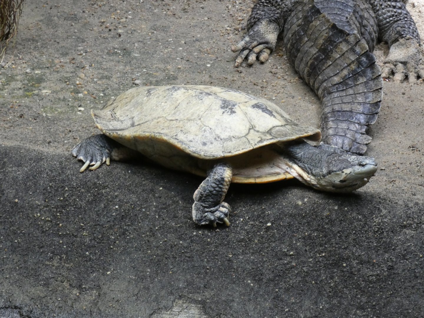 Hilarie's Side-necked Turtle