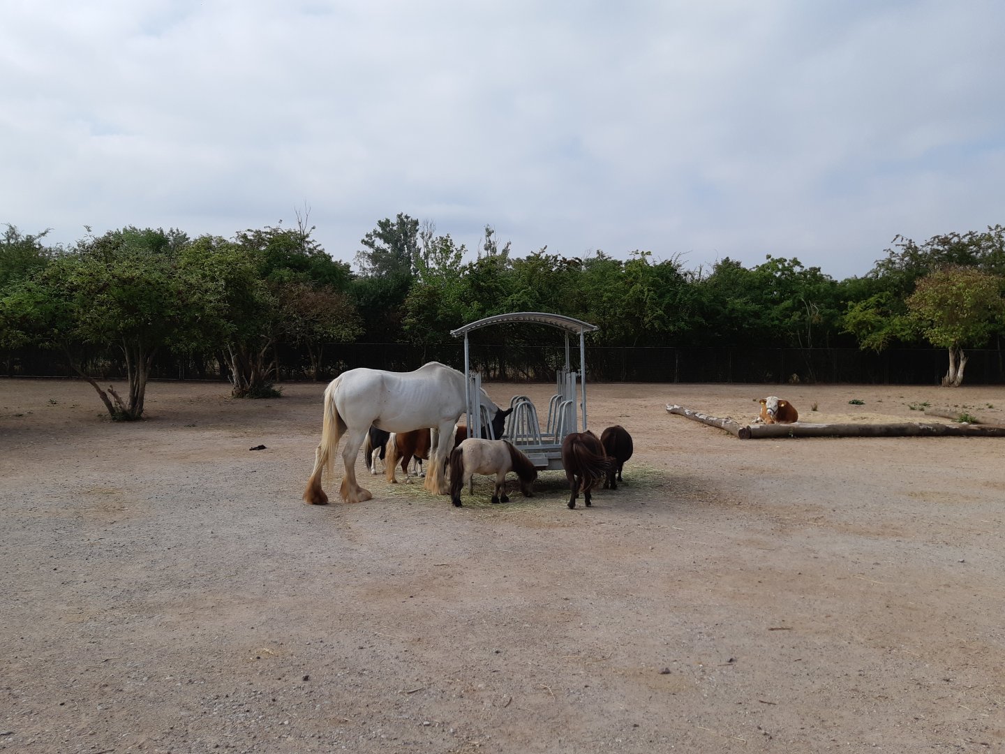 Hilarious size difference between horse breeds - Zoopark Erfurt