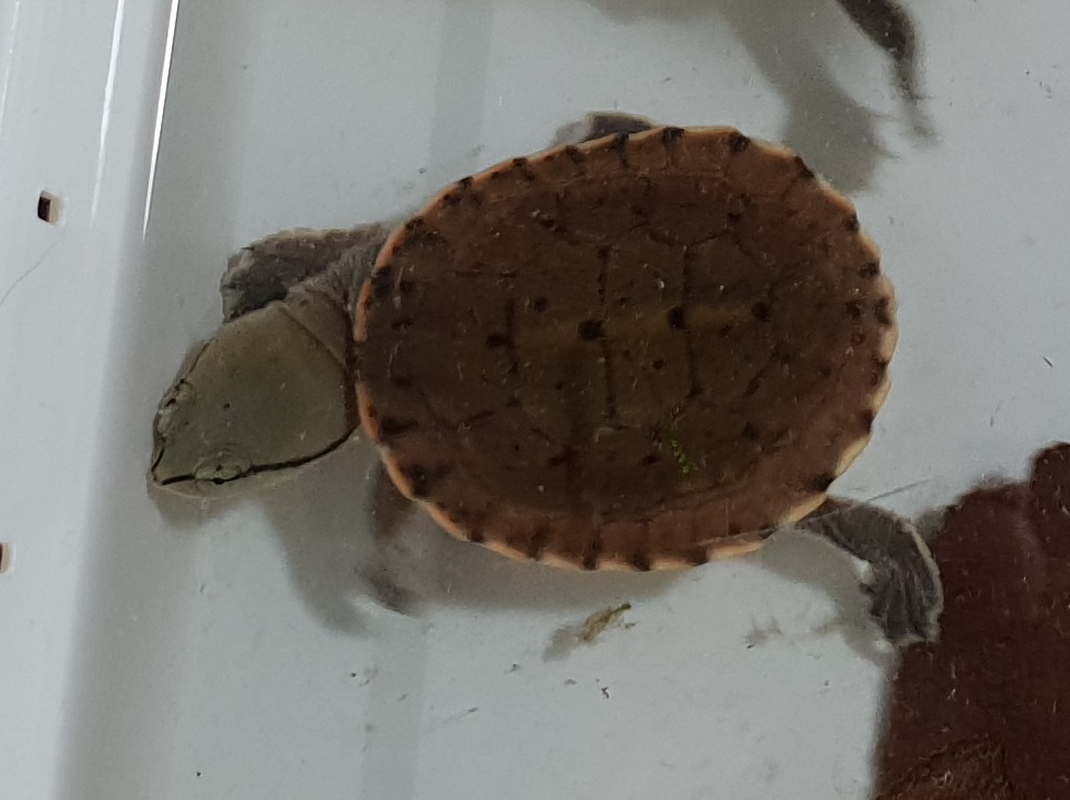Hilari's toad-headed turtle - Phrynops hilarii - juvenile