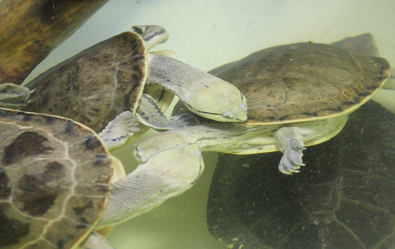 Hilar's toad-headed turtles