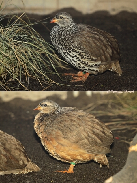 Hildebrandt?s Francolin (Francolinus hildebrandti) male and female