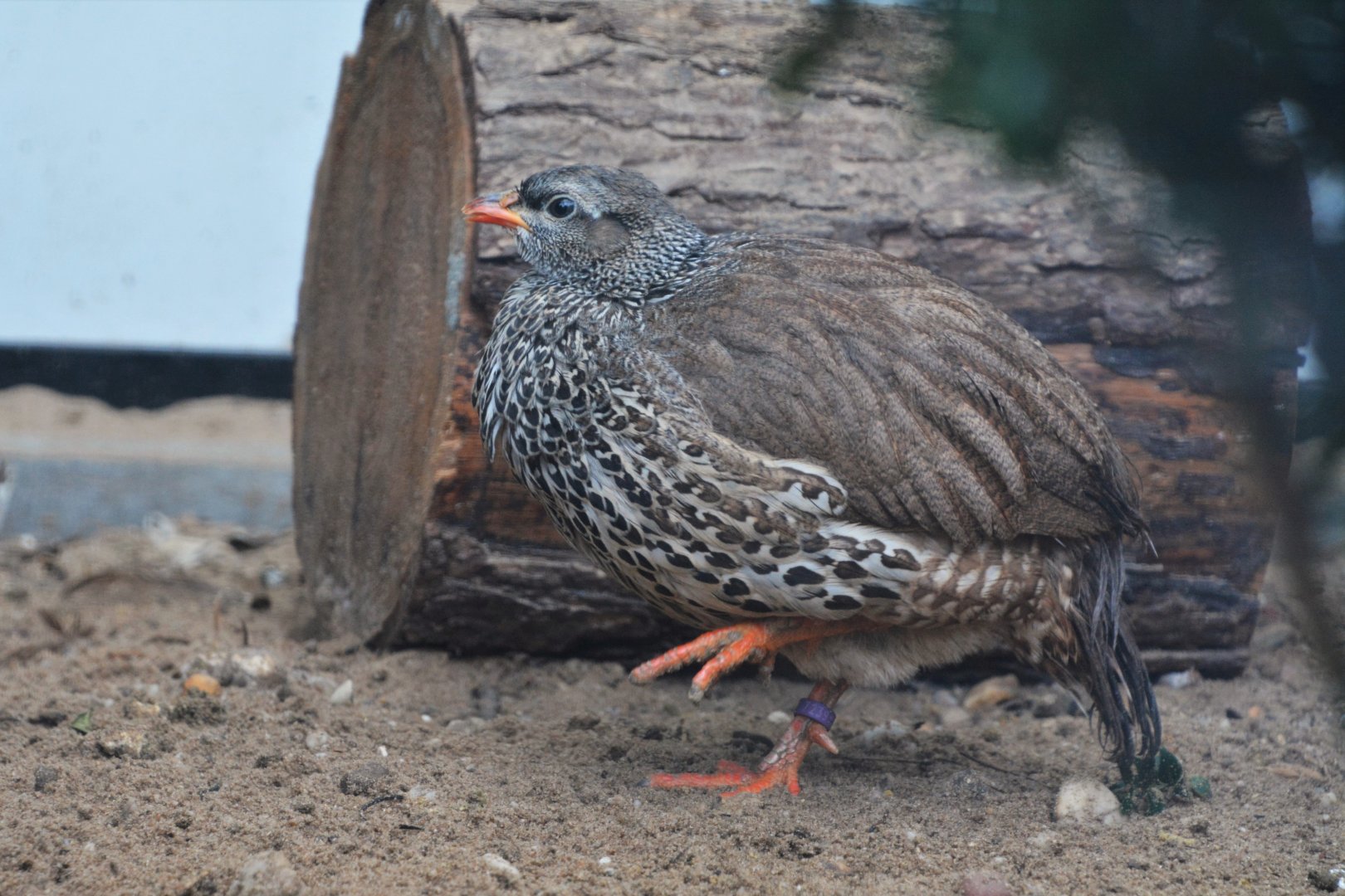 Hildebrandt's francolin (Pternistis hildebrandti)