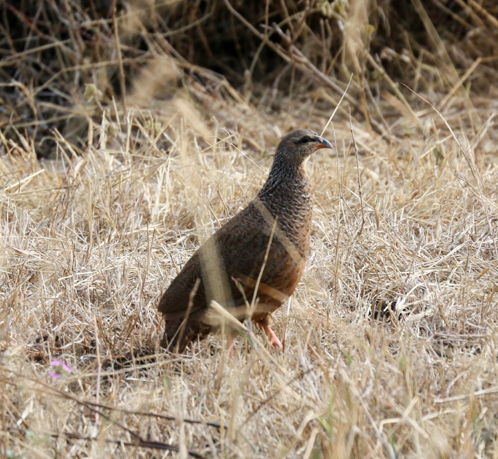 Hildebrandts Francolin