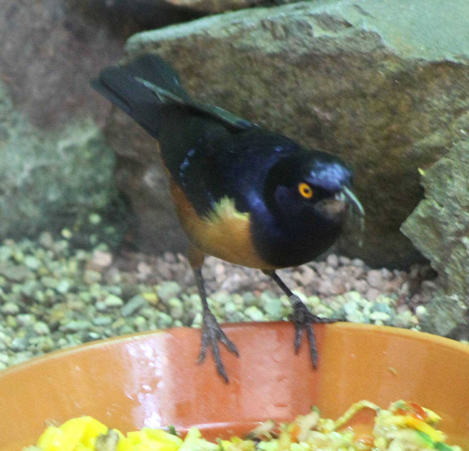 Hildebrandts glossy starling