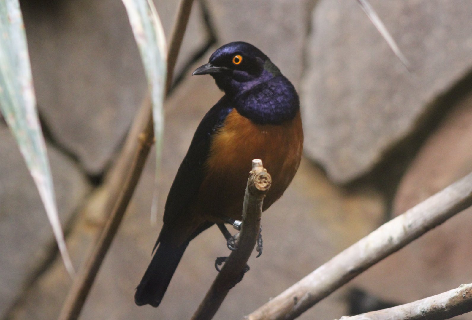 Hildebrandt's starling - adult