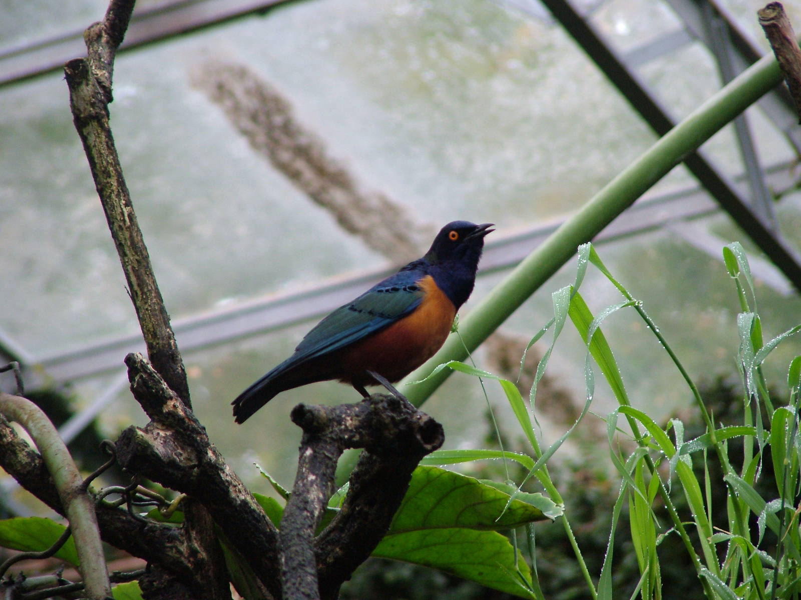 Hildebrandt's Starling at Cotswold WP 19/09/09