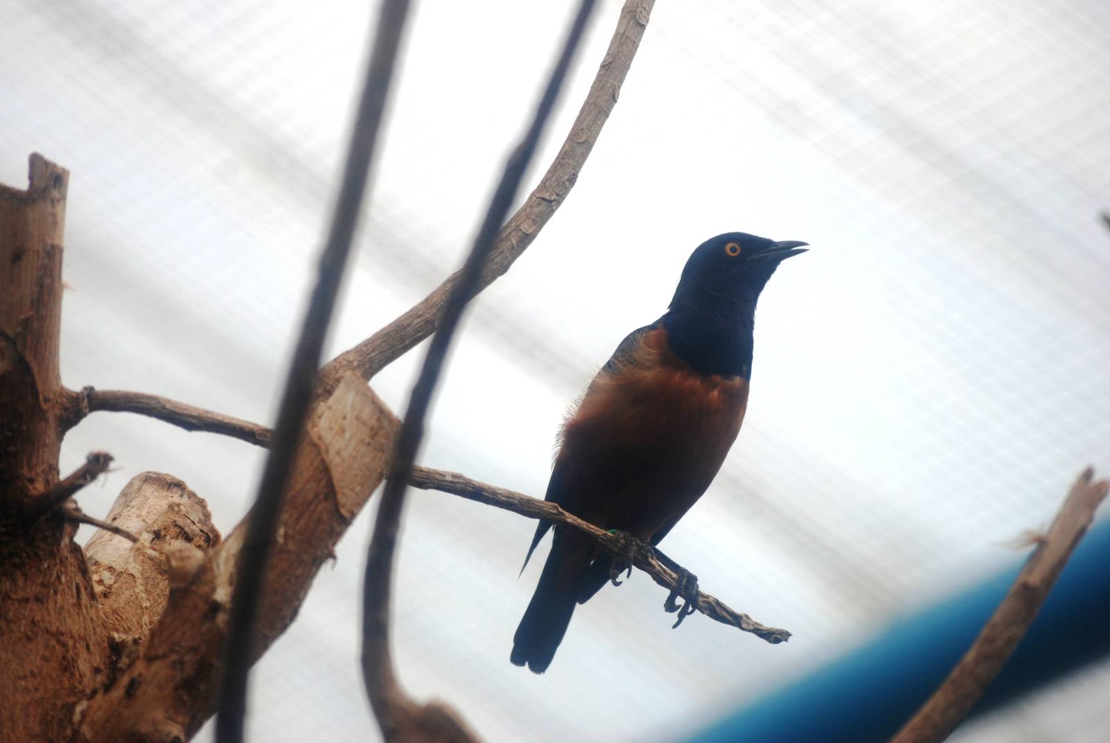 Hildebrandt's Starling at Santillana del Mar, 13/06/15