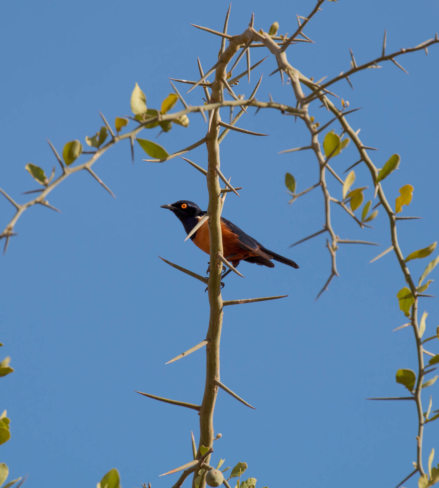Hildebrandts Starling