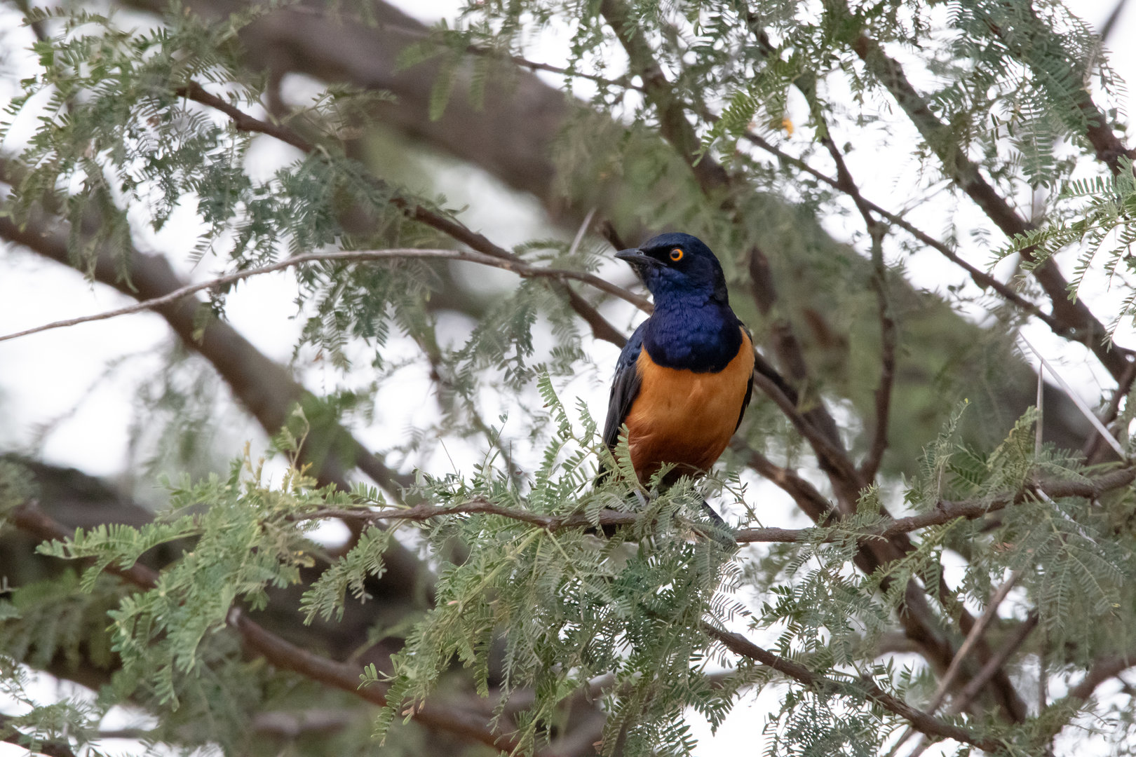 Hildebrandt's Starling