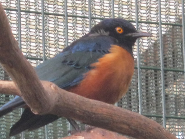 Hilderbrandt`s Starling 2015.