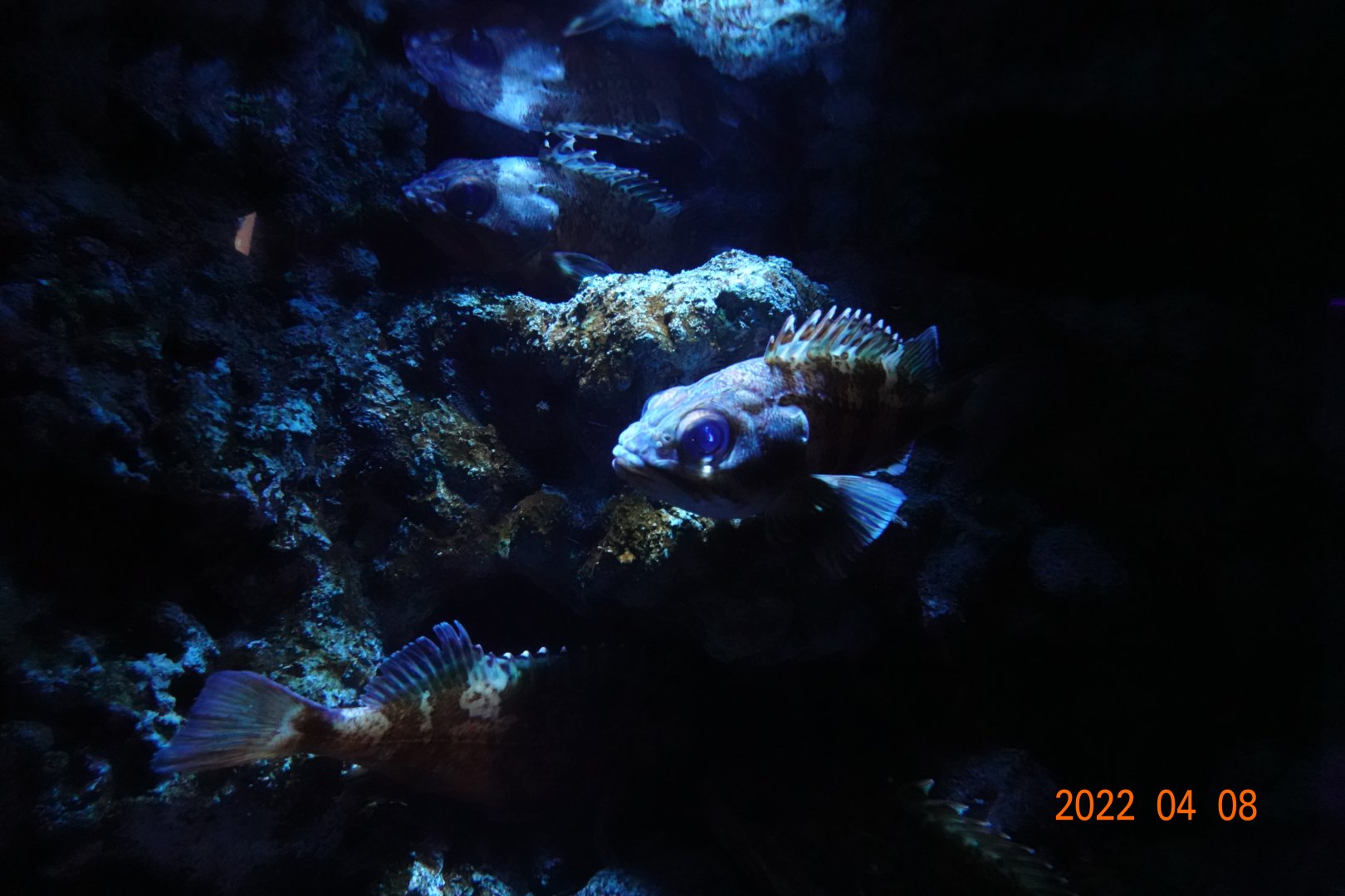 Hilgendorf's Saucord (Helicolenus hilgendorfi) - Xpark