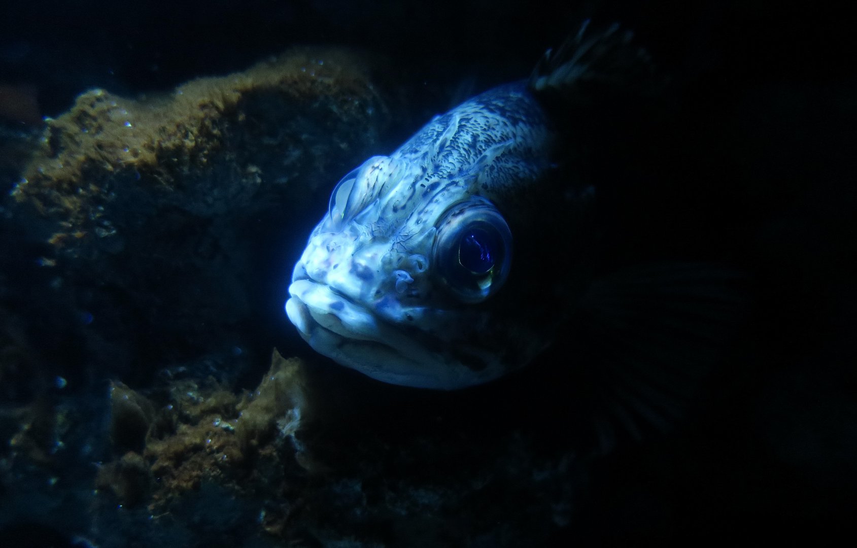 Hilgendorf's Saucord (Helicolenus hilgendorfii) - Xpark