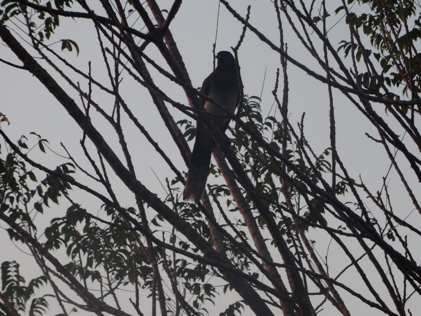 Hill Bank- Brown Jay