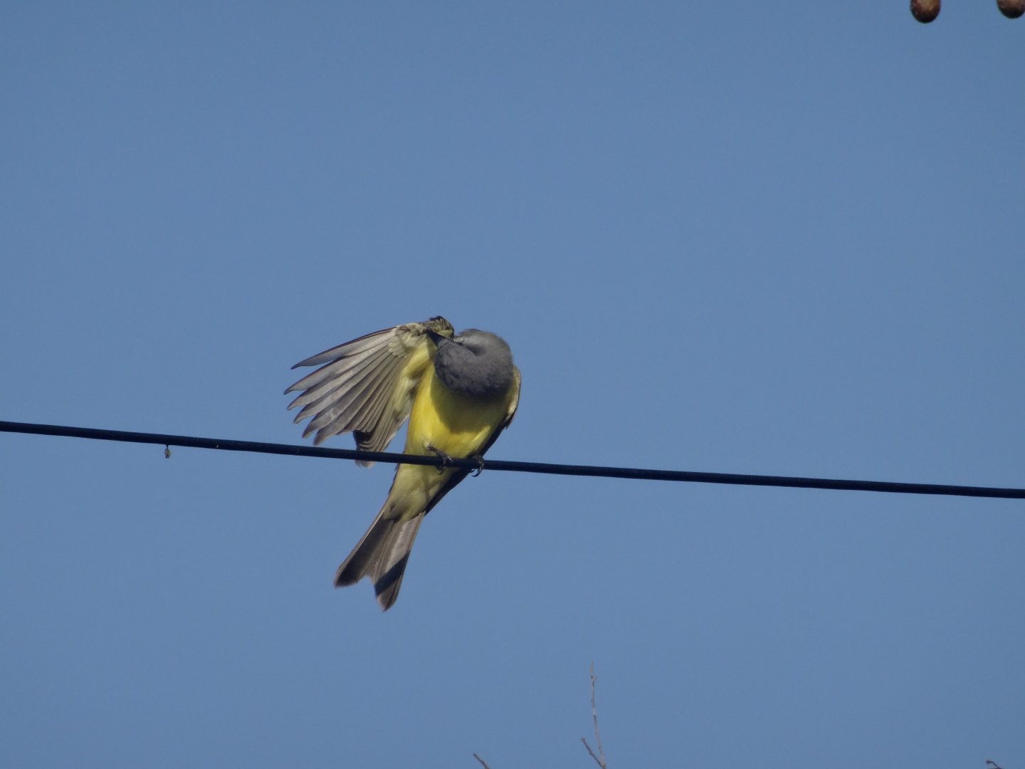 Hill Bank- Couch's Kingbird