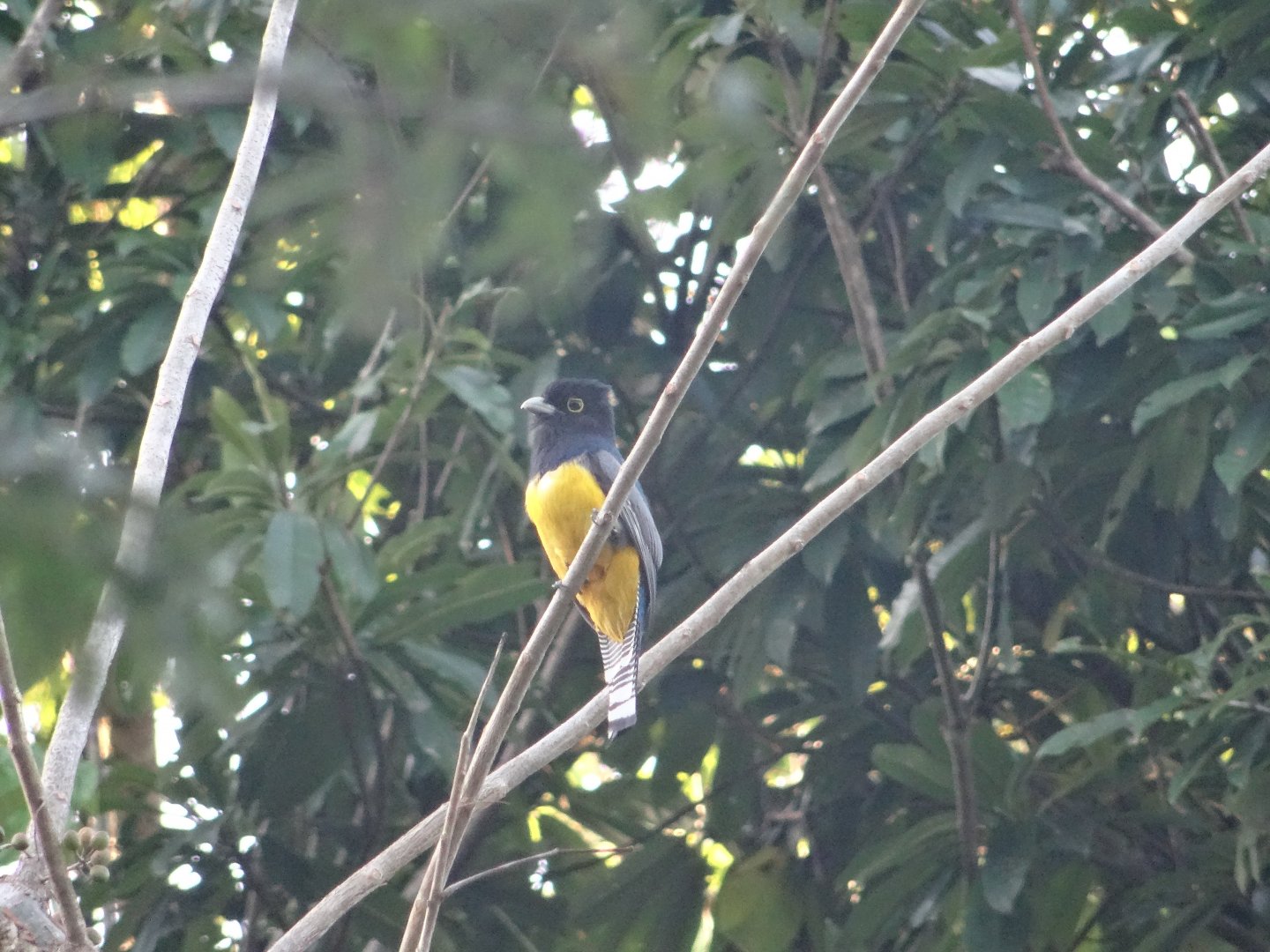 Hill Bank- Gartered Trogon